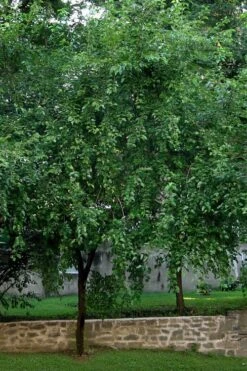 Red Mulberry Tree (Morus Rubra) - 3 Gallon Pot 14 Red Mulberry Tree (Morus Rubra) - 3 Gallon Pot -Garden Plant Shop morus rubra red mulberry tree 1 1