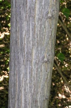 Red Mulberry Tree (Morus Rubra) - 5 Gallon Pot 15 Red Mulberry Tree (Morus Rubra) - 5 Gallon Pot -Garden Plant Shop morus rubra red mulberry trunk bark 1