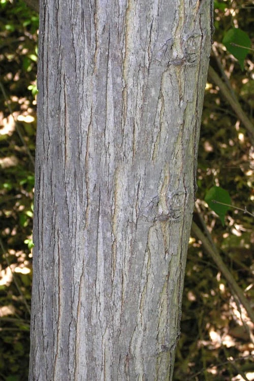 Red Mulberry Tree (Morus Rubra) - 5 Gallon Pot 7 Red Mulberry Tree (Morus Rubra) - 5 Gallon Pot - Image 7