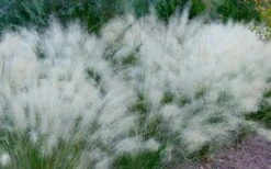 White Cloud Muhly Grass - 1 Gallon Pot -Garden Plant Shop muhlenbergia capillaris white cloud muhly grass 102