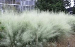 White Cloud Muhly Grass - 1 Gallon Pot -Garden Plant Shop muhlenbergia capillaris white cloud muhly grass 103
