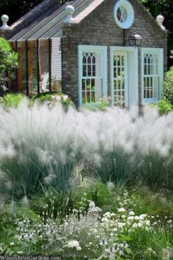 White Cloud Muhly Grass - 1 Gallon Pot -Garden Plant Shop muhlenbergia capillaris white cloud muhly grass 108