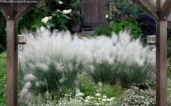White Cloud Muhly Grass - 1 Gallon Pot -Garden Plant Shop muhlenbergia capillaris white cloud muhly grass 109