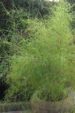Bamboo Muhly Grass - 1 Gallon Pot -Garden Plant Shop muhlenbergia dumosa bamboo muhly grass 1
