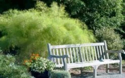 Bamboo Muhly Grass - 3 Gallon Pot -Garden Plant Shop muhlenbergia dumosa bamboo muhly grass 12