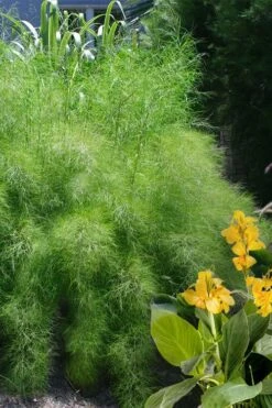 Bamboo Muhly Grass - 3 Gallon Pot -Garden Plant Shop muhlenbergia dumosa bamboo muhly grass 14