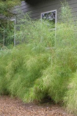 Bamboo Muhly Grass - 1 Gallon Pot -Garden Plant Shop muhlenbergia dumosa bamboo muhly grass 3