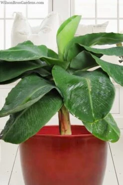 Little Prince Banana Plant - 1 Gallon Pot -Garden Plant Shop musa little prince dwarf banana plant 1