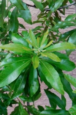 Southern Wax Myrtle - 3 Gallon Pot -Garden Plant Shop myrica cerifera southern wax myrtle 102