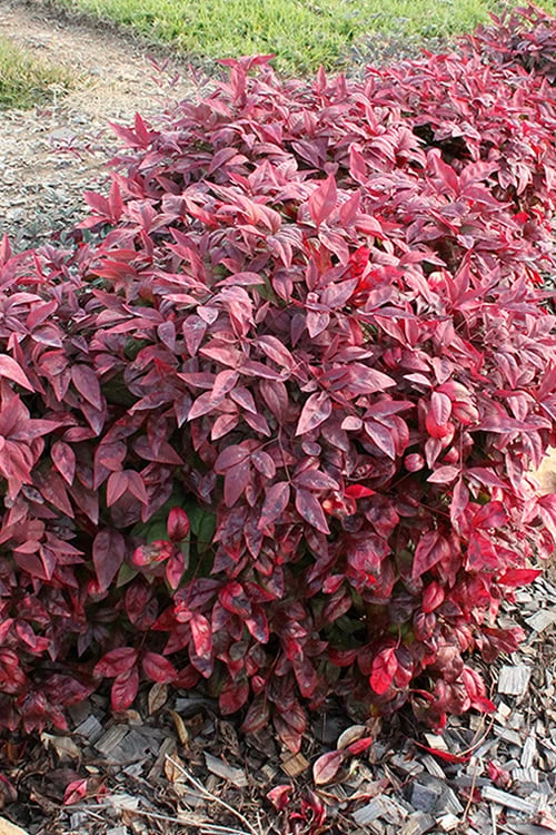 Blush Pink Nandina - 1 Gallon Pot 8 Blush Pink Nandina - 1 Gallon Pot - Image 8
