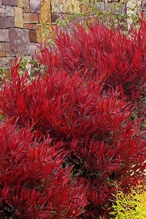 Bonfire Dwarf Nandina (Heavenly Bamboo) - 3 Gallon Pot 1 Bonfire Dwarf Nandina (Heavenly Bamboo) - 3 Gallon Pot