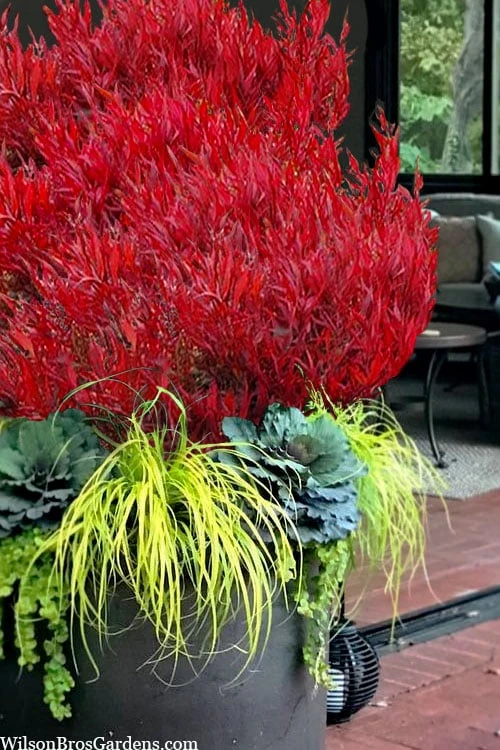 Bonfire Dwarf Nandina (Heavenly Bamboo) - 3 Gallon Pot 4 Bonfire Dwarf Nandina (Heavenly Bamboo) - 3 Gallon Pot - Image 4