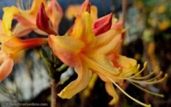 Tallulah Sunrise Native Azalea (Rhododendron) - 1 Gallon Pot -Garden Plant Shop native azalea tallulah sunrise 15