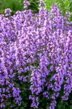 Cats Pajamas Catmint - 1 Gallon Pot -Garden Plant Shop nepeta cats pajamas catmint 3