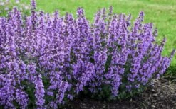 Cats Pajamas Catmint - 1 Gallon Pot -Garden Plant Shop nepeta cats pajamas catmint 4