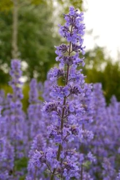 Summer Magic Catmint (Nepeta Grandiflora) - 1 Gallon Pot -Garden Plant Shop nepeta grandiflora summer magic catmint 1 1