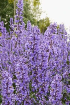 Summer Magic Catmint (Nepeta Grandiflora) - 6 Pack Of 1 Gallon Pots -Garden Plant Shop nepeta grandiflora summer magic catmint 3
