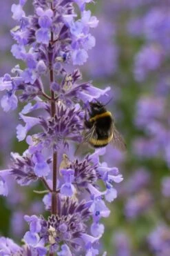 Summer Magic Catmint (Nepeta Grandiflora) - 6 Pack Of 1 Gallon Pots -Garden Plant Shop nepeta grandiflora summer magic catmint 4