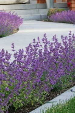 Little Trudy Catmint - 5 Pack Of Quart Pots -Garden Plant Shop nepeta little trudy catmint 3
