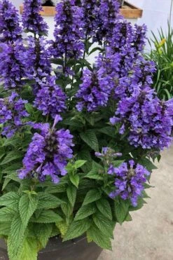 Neptune Catmint (Nepeta) - 1 Gallon Pot -Garden Plant Shop nepeta neptune catmint 7