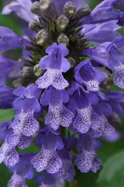 Blue Prelude Catmint (Nepeta) - 1 Gallon Pot -Garden Plant Shop nepeta prelude blue catmint 1