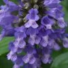 Blue Prelude Catmint (Nepeta) - 1 Gallon Pot