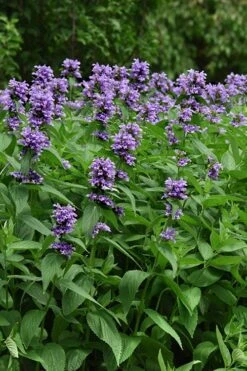 Blue Prelude Catmint (Nepeta) - 1 Gallon Pot -Garden Plant Shop nepeta prelude blue catmint 3