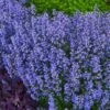 Purrsian Blue Catmint (Nepeta Faassenii) - 1 Gallon Pot