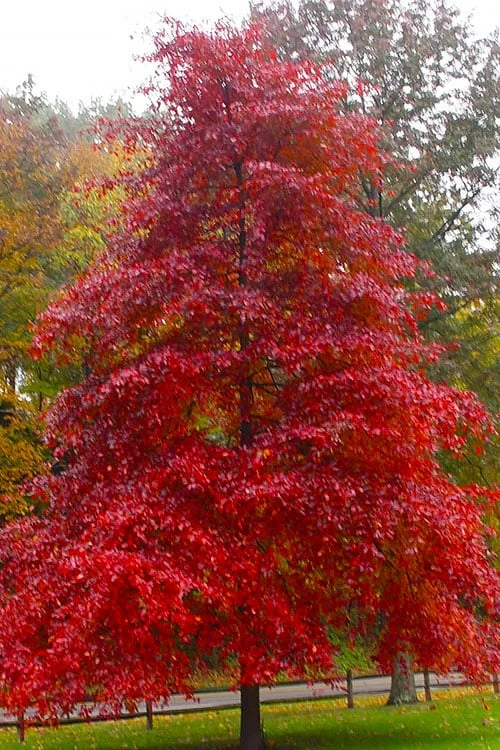 Black Gum Tupelo Tree (Nyssa Sylvatica) - 1 Gallon Pot 1 Black Gum Tupelo Tree (Nyssa Sylvatica) - 1 Gallon Pot