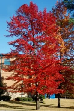 Black Gum Tupelo Tree (Nyssa Sylvatica) - 3 Gallon Pot 14 Black Gum Tupelo Tree (Nyssa Sylvatica) - 3 Gallon Pot -Garden Plant Shop nyssa sylvatica black gum tupelo tree 3