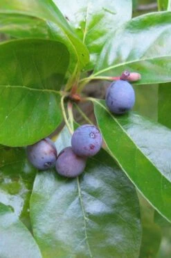 Black Gum Tupelo Tree (Nyssa Sylvatica) - 1 Gallon Pot 16 Black Gum Tupelo Tree (Nyssa Sylvatica) - 1 Gallon Pot -Garden Plant Shop nyssa sylvatica black gum tupelo tree fruit 1 1