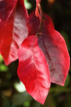 Black Gum Tupelo Tree (Nyssa Sylvatica) - 1 Gallon Pot 17 Black Gum Tupelo Tree (Nyssa Sylvatica) - 1 Gallon Pot -Garden Plant Shop nyssa sylvatica black gum tupelo tree leaf 2