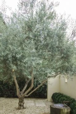 Arbequina Olive Tree - 1 Gallon Pot -Garden Plant Shop olive tree arbequina 4 1