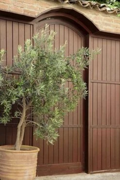 Arbequina Olive Tree - 7 Gallon Pot (3-4') -Garden Plant Shop olive tree arbequina 6 6