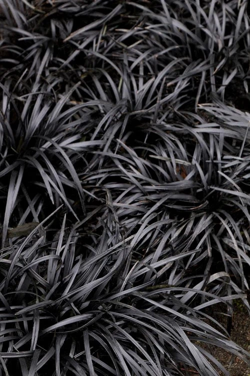 Dwarf Black Mondo Grass - 5 Pack Of Quart Pots 1 Dwarf Black Mondo Grass - 5 Pack Of Quart Pots