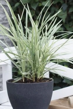 Silver Mist Mondo Grass - 6 Pack Of Pint Pots -Garden Plant Shop ophiopogon japonicus silver20mist modo grass 3
