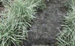 Silver Mist Mondo Grass - 6 Pack Of Pint Pots -Garden Plant Shop ophiopogon japonicus silver20mist modo grass 4