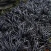Black Beard Black Mondo Grass - Ophiopogon Planiscapus - 1 Gallon Pot