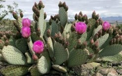 Beavertail Prickly Pear Cactus - 3 Gallon Pot -Garden Plant Shop opuntia basilaris beavertail prickly pear cactus 2