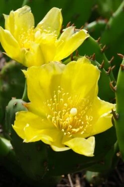 Eastern Prickly Pear Cactus (Opuntia Humifusa) - 3 Gallon Pot -Garden Plant Shop opuntia humifusa eastern prickly pear cactus 1