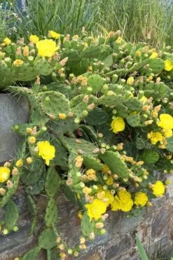 Eastern Prickly Pear Cactus (Opuntia Humifusa) - 3 Gallon Pot -Garden Plant Shop opuntia humifusa eastern prickly pear cactus 10