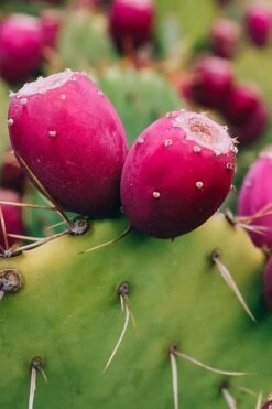 Eastern Prickly Pear Cactus (Opuntia Humifusa) - 3 Gallon Pot -Garden Plant Shop opuntia humifusa eastern prickly pear cactus 12