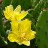 Eastern Prickly Pear Cactus (Opuntia Humifusa) - 3 Gallon Pot