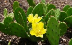 Eastern Prickly Pear Cactus (Opuntia Humifusa) - 3 Gallon Pot -Garden Plant Shop opuntia humifusa eastern prickly pear cactus 3
