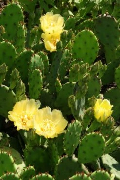 Eastern Prickly Pear Cactus (Opuntia Humifusa) - 3 Gallon Pot -Garden Plant Shop opuntia humifusa eastern prickly pear cactus 4