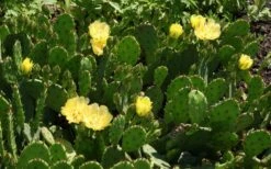 Eastern Prickly Pear Cactus (Opuntia Humifusa) - 3 Gallon Pot -Garden Plant Shop opuntia humifusa eastern prickly pear cactus 5