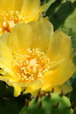 Eastern Prickly Pear Cactus (Opuntia Humifusa) - 3 Gallon Pot -Garden Plant Shop opuntia humifusa eastern prickly pear cactus 6