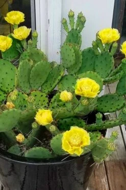 Eastern Prickly Pear Cactus (Opuntia Humifusa) - 3 Gallon Pot -Garden Plant Shop opuntia humifusa eastern prickly pear cactus 9