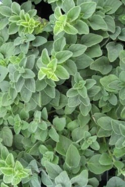 Hot & Spicy Oregano - 6 Pack Of Pint Pots -Garden Plant Shop oregano hot spicey 700x550 1