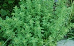 True Greek Oregano - 6 Pack Of Pint Pots -Garden Plant Shop origanum vulgare hirtum true greek oregano 2